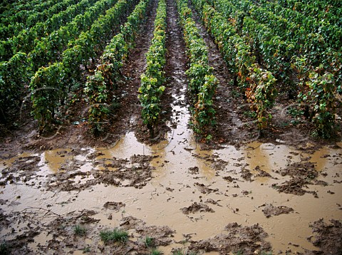Rainy harvesttime weather ChambolleMusigny   Cte dOr France
