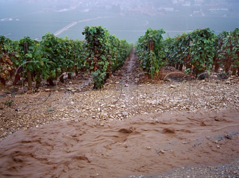 Torrential harvest time rain in vineyards at VosneRomane Cte dOr France Cte de Nuits