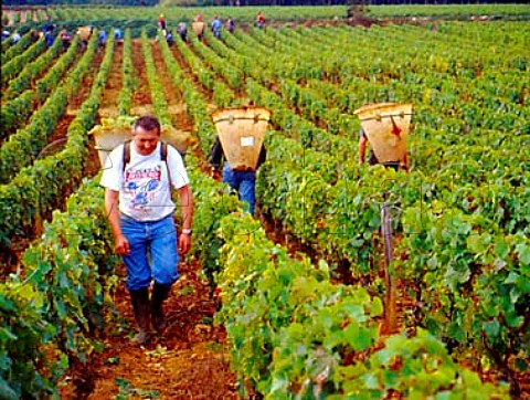 Harvesting Chardonnay grapes from vineyard of   Domaine dArdhay on the hill of Corton  to be sold   to ngociant company Verget   AloxeCorton   Cte dOr France   CortonCharlemagne
