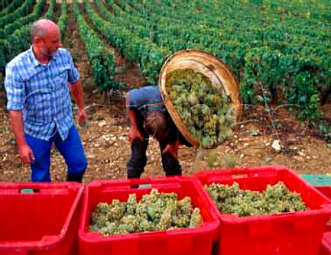 Harvesting Chardonnay grapes from vineyard of   Domaine dArdhay on the hill of Corton  to be sold   to ngociant company Verget   AloxeCorton   Cte dOr France   CortonCharlemagne