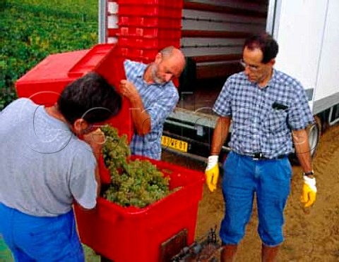 Weighing boxes of Chardonnay grapes 40kg in each   from vineyard of Domaine dArdhay on the hill of   Corton  to be sold to ngociant company Verget    AloxeCorton Cte dOr France  CortonCharlemagne