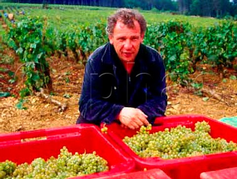 JeanMarie Guffens of ngociant company Verget withChardonnay grapes 40kg in each box that he isbuying from the Domaine dArdhay vineyard on the hillof Corton    AloxeCorton Cte dOr FranceCortonCharlemagne