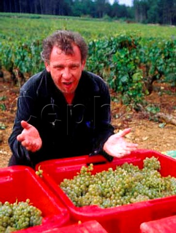 JeanMarie Guffens of ngociant company Verget withChardonnay grapes 40kg in each box that he isbuying from the Domaine dArdhay vineyard on the hillof Corton  AloxeCorton Cte dOr France  CortonCharlemagne