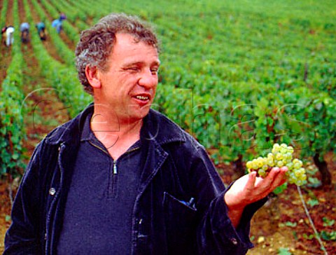 JeanMarie Guffens of ngociant company Verget withChardonnay grapes from 60 yearold vines that he isbuying from the Domaine dArdhay vineyard on the hillof Corton AloxeCorton Cte dOr France  CortonCharlemagne