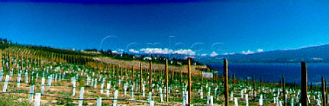 New vineyard planting of Quails Gate winery   Kelowna British Columbia Canada  Okanagan Valley