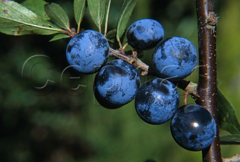 Sloes