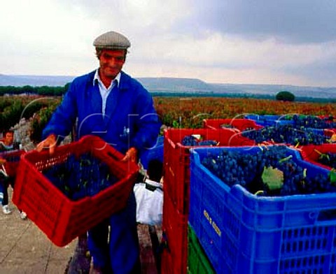 Harvesting Tempranillo grapes known here as   Tinto Fino or Tinto del Pas of Abada Retuerta  Sardn de Duero Castilla y Len Spain