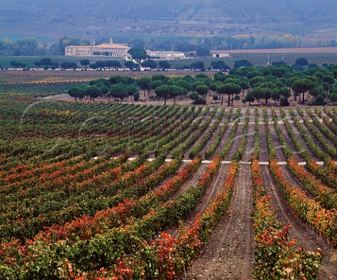 Vineyards of Abada Retuerta in the Duero valley at Sardn de Duero Castilla y Len Spain