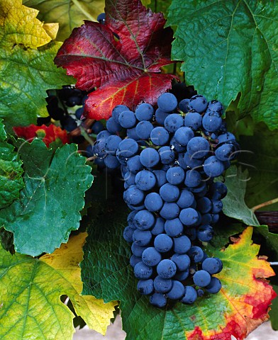 Petit Verdot grapes of Abada Retuerta  Sardn de Duero Castilla y Len Spain