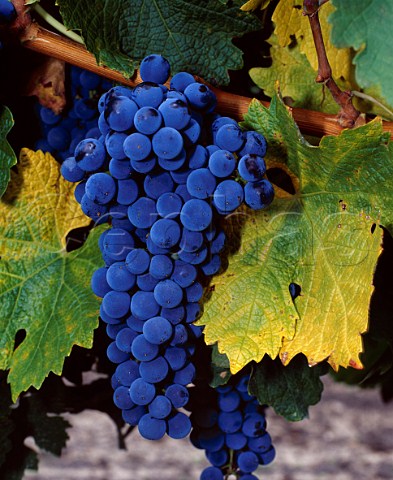 Cabernet Sauvignon grapes of Abada Retuerta  Sardn de Duero Castilla y Len Spain