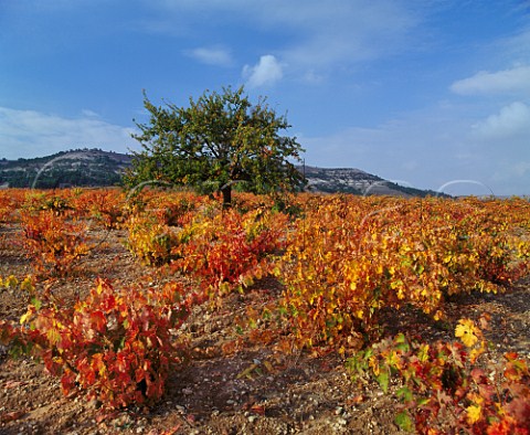 Autumnal bushtrained Tinto Fino vineyard  near Pesquera de Duero Castilla y Len Spain   DO Ribera del Duero