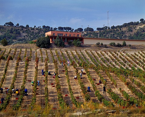 Picking Tinto Fino grapes in vineyard below winery of Hacienda Monasterio Pesquera de Duero Castilla y Len Spain DO Ribera del Duero