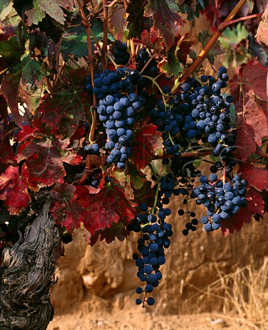 60year old Tinto Fino vine in one of the vineyards   of Dominio de Pingus at La Horra Castilla y Len   Spain   DO Ribera del Duero
