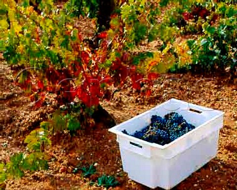 Crate of Tinto Fino grapes in 60year old vineyard of Dominio de Pingus La Horra Castilla y Len Spain Ribera del Duero