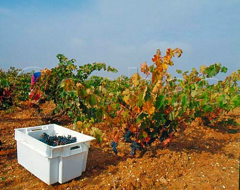 Harvesting Tinto Fino grapes in 60year old vineyard   of Dominio de Pingus at La Horra   Castilla y Len Spain  DO Ribera del Duero