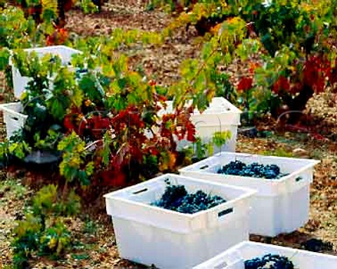 Harvesting Tinto Fino grapes in 60year old vineyard   of Dominio de Pingus at La Horra   Castilla y Len Spain  DO Ribera del Duero
