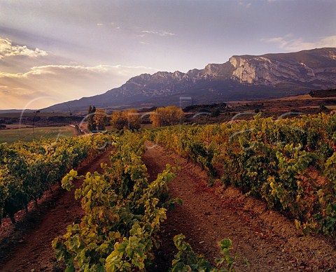 Evening light on vineyard with the Sierra de Cantabria in distance Laguardia   Alava Spain  Rioja Alavesa