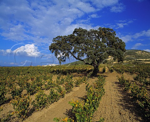 Old oak tree in the Contino vineyard at Laserna Alava   Spain   Rioja Alavesa