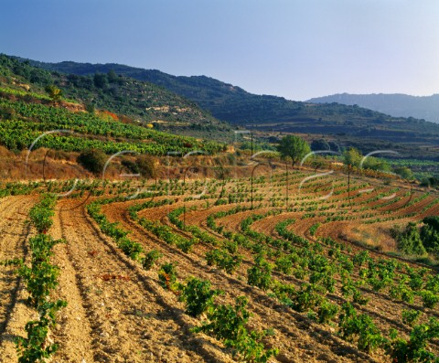 Vineyards on the Remelluri estate   Labastida Alava Spain Rioja Alavesa