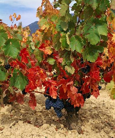 Autumnal bushtrained Tempranillo vine in the   limestone clay soil of Remelluri estate  Labastida Alava Spain  Rioja Alavesa