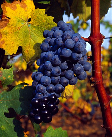 Graciano grapes of Remelluri estate  Labastida Alava Spain  Rioja Alavesa