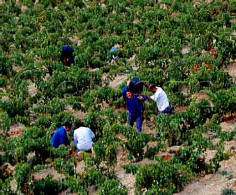 Harvesting Garnacha grapes near Rivas de Tereso   La Rioja Spain  Rioja Alta