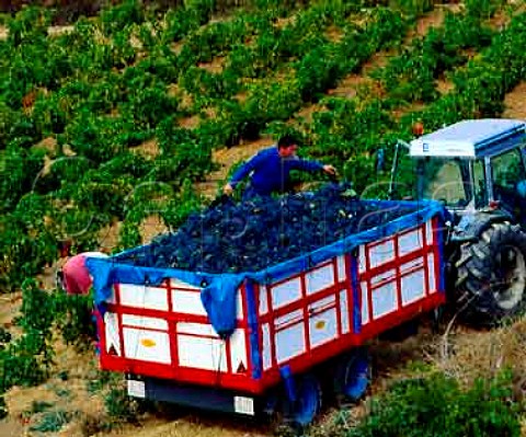 Harvesting Garnacha grapes near Rivas de Tereso   La Rioja Spain  Rioja Alta