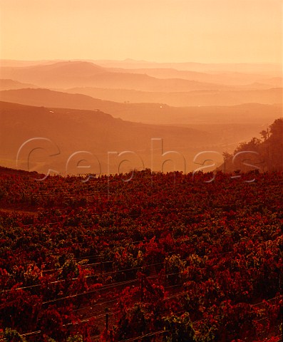 Mistymorning view over autumnal vineyard and the   Ebro valley near Assa Alava Spain  Rioja Alavesa