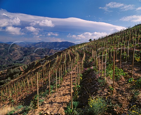 Young vines in Clos lErmita vineyard of Alvaro Palacios Gratallops Catalonia Spain   DO Priorato