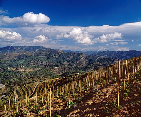 Clos lErmita vineyard of Alvaro Palacios  Gratallops Catalonia Spain Priorato