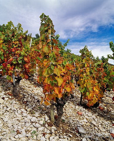 Vineyard on the limestone soil above Cerdon Ain France Cru Cerdon  Bugey
