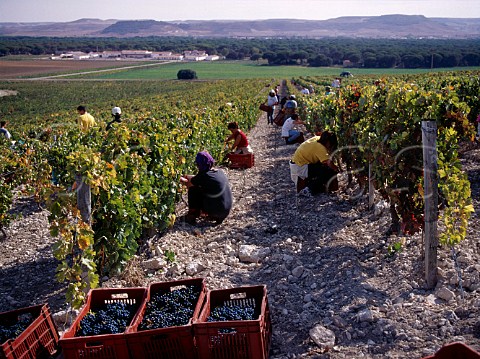 Harvesting Tinto Fino grapes Tempranillo in vineyard of Hacienda Monasterio   Pesquera de Duero Castilla y Len Spain  Ribera del Duero