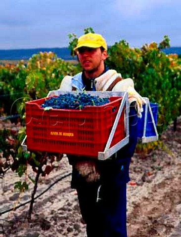 Harvesting Tinto Fino grapes Tempranillo of Abada   Retuerta Sardn de Duero   Castilla y Len Spain