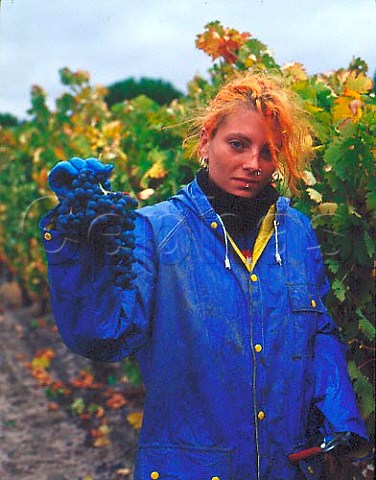 Harvesting Tinto Fino grapes Tempranillo of Abada   Retuerta Sardn de Duero Castilla y Len Spain