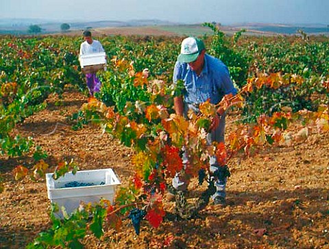Harvesting Tinto Fino grapes Tempranillo from   60year old vines of Dominio de Pingus at   La Horra Castilla y Len Spain  Ribera del Duero