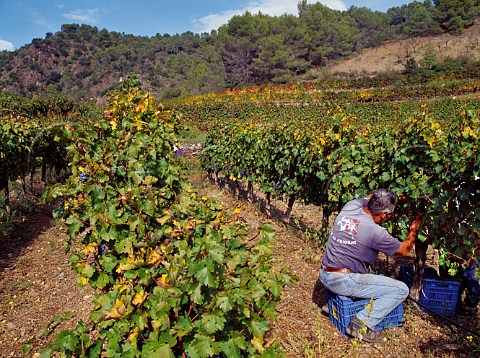 Picking Cabernet Sauvignon grapes in vineyard of Mas Martinet Falset Catalonia Spain Priorato