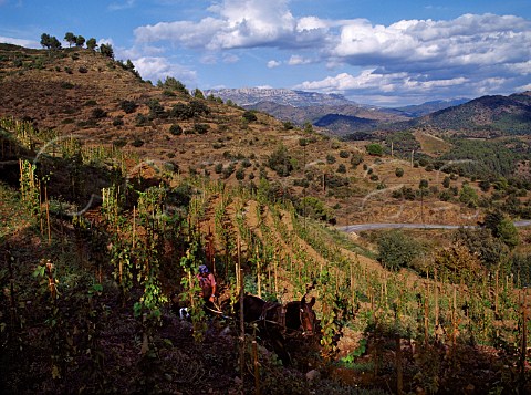 Ploughing with horse in the Clos lErmita vineyard   of Alvaro Palacios Gratallops Catalonia Spain   Priorato