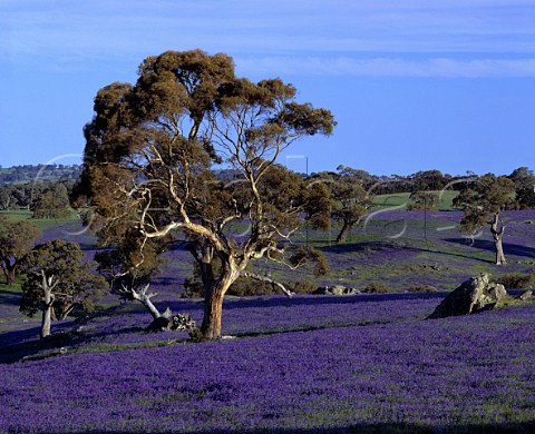 Gum tree surrounded by spring flowers    known locally as Salvation Jane  Eden Valley South Australia
