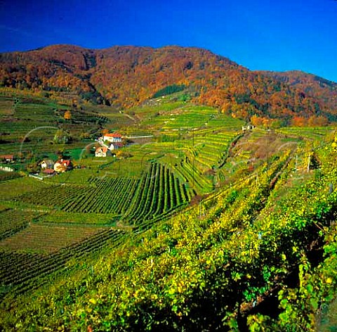 Singerriedl vineyard Spitz   Niedersterreich Austria   Wachau