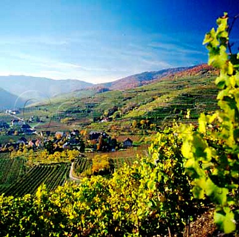 Vineyards around Spitz Niedersterreich Austria   Wachau