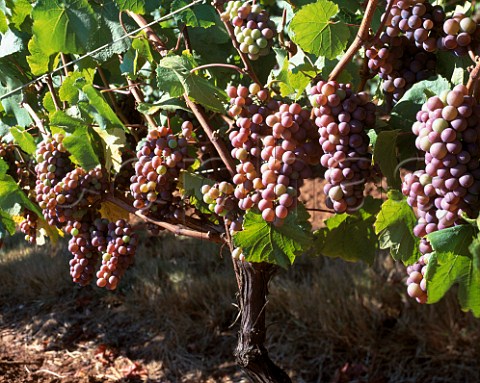 Pinot Gris grapes of King Estate Eugene  Oregon USA  Willamette Valley