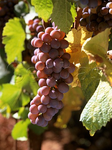 Pinot Gris grapes King Estate Eugene  Oregon USA  Willamette Valley