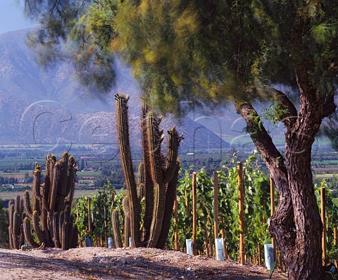 Cactii by vineyard on the Don Maximiano Estate of   Errazuriz in the Aconcagua Valley Chile