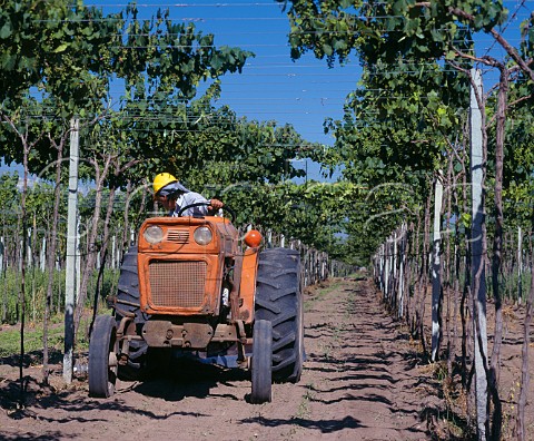Mechanical weed control in Parraltrained vineyard of Viedos y Bodegas La Agricola Maip Mendoza province Argentina