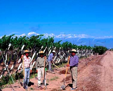 Workers in vineyard of Viedos y Bodegas La Agricola   with the Andes in the background   Maip Mendoza province Argentina