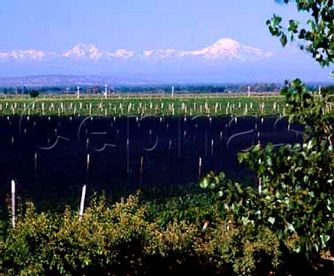 Parraltrained vineyard covered with netting for   protection against hail  the Andes are in the   distance   Viedos y Bodegas La Agricola   Maip Mendoza province Argentina