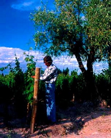 Tending Malbec vineyard of Bodegas Nieto Senetiner    Perez Companc Family Group   Lujn de Cuyo Mendoza province Argentina
