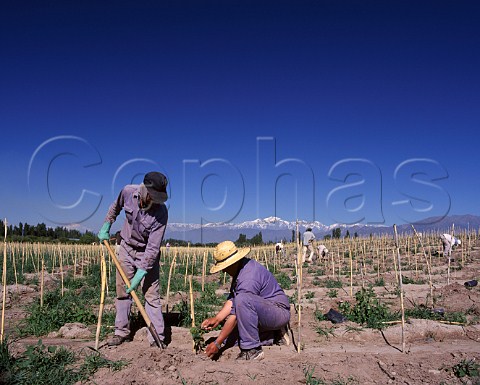 Planting ungrafted Malbec vines at an altitude of around 1000 metres on Finca Los Nobles Las Comportas of Bodegas y Viedos Leoncio Arizu  the wine is sold under the name Luigi Bosca Lujn de Cuyo Mendoza province Argentina