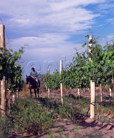Horseman in vineyard of Nicolas Catena  at an altitude of around 1450 metres in the Tupungato Valley Mendoza province Argentina