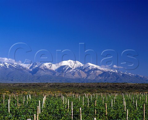 Merlot vineyards of Nicolas Catena at an altitude of around 1450 metres in the Tupungato Valley Mendoza province Argentina